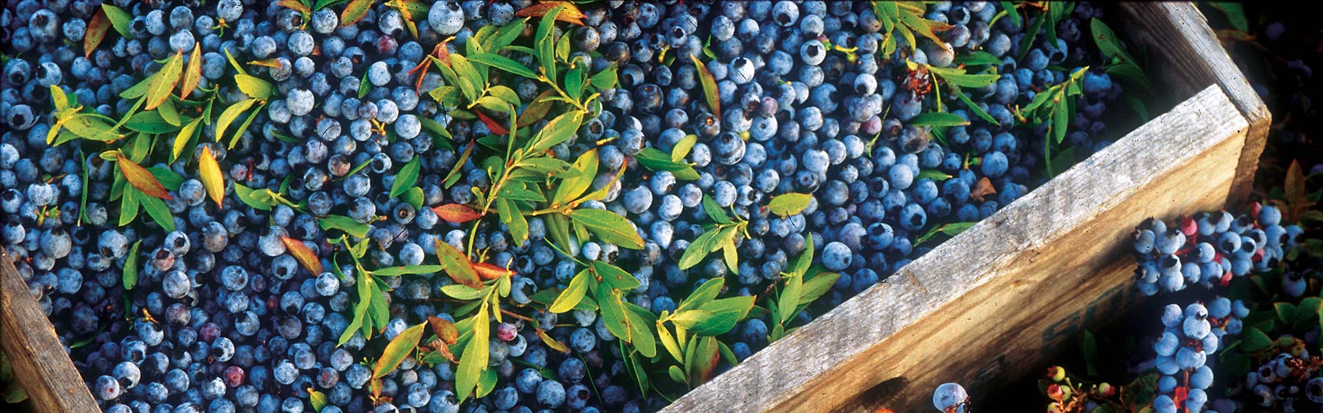 Merrill Blueberry Farms Maine Wild Blueberries, Wholesale, USDA